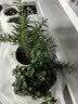 京云梦薄荷盆栽食用可食用多年生阳台好养薄荷盆景植物塑料盆源头直发 实拍图