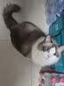 1号会员店（One's Member）全价冻干双拼猫粮 鲜鸡肉配方肠道护理 猫粮成猫幼猫 1.8kg 实拍图
