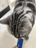 海洋之星猫条猫零食成猫幼猫咪补水湿粮 鸡肉0乳糖牛奶味10g*10 实拍图