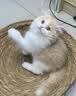 亿迪 猫粮幼猫成猫无谷低敏全价蓝猫布偶国产全阶段4斤1-4月4斤 实拍图