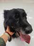 比瑞吉狗粮大中型犬老年犬俱乐部系列鸡肉鲣鱼海藻山药通用粮12kg7岁+ 实拍图