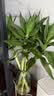 花翁水培绿植物招财转运室内水养花卉盆栽文昌竹4支(50-60cm)源头直发 实拍图