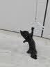 欢宠网猫玩具猫咪吸盘逗猫棒自动羽毛自嗨解闷神器铃铛猫猫幼猫小猫宠物 实拍图