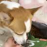 京东京造狗粮老年犬中小型狗粮高鲜肉鲜蒸抗初老护关节易消化7岁+狗粮2kg 实拍图