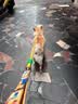 麦富迪狗粮 藻趣儿狗粮成犬粮牛肉螺旋藻 均衡营养15kg/30斤 实拍图