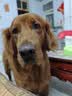 麦富迪狗粮 藻趣儿狗粮成犬粮牛肉螺旋藻 均衡营养15kg/30斤 实拍图