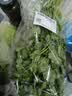 【火锅季】带根香菜100g 实拍图