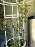 静黛轩爬藤月季花树苗四季开花蔷薇花苗 小女孩1.6米源头直发 实拍图