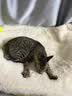 N1 爱宠爱猫N1进口钠基膨润土混合猫砂 6.5kg*3盒升级1.5mm豆腐砂可冲马桶 实拍图
