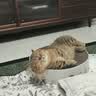 喵仙儿猫抓板猫窝一体圆形耐磨不掉屑猫爪板大号瓦楞纸盆猫玩具猫咪用品 实拍图
