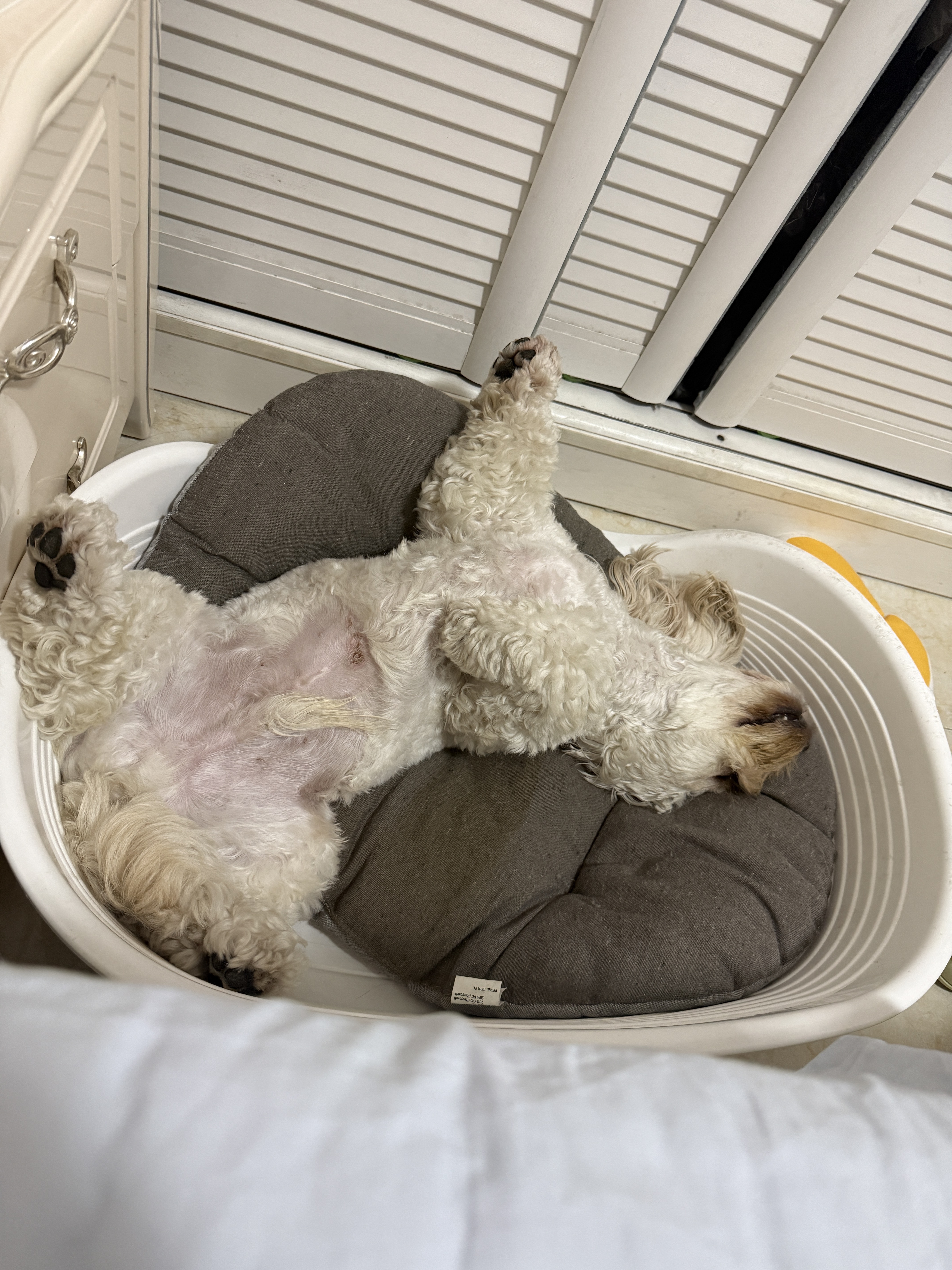 贝卫多狗狗体外驱虫药1粒长效12周犬口服驱杀跳蚤螨虫蜱虫4.5-10kg犬用 实拍图