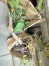海棠花盆栽树苗老桩四季开花卉植物室内花庭院阳台名贵绿植好养活 (6年老桩)垂丝海棠花+肥料 实拍图