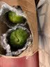 手剥皮小西瓜2K小糖丸西瓜新鲜水果薄皮西瓜脆甜手撕红肉甜瓜整箱 小糖丸净重4-5斤(1-2粒) 实拍图