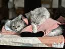 麦富迪猫粮 barf霸弗天然猫粮全价老年猫粮≥7岁 1.8kg 实拍图