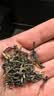 张一元金罐特种茉莉花茶叶毛尖浓香型2026新茶冷泡春茶200g中秋礼盒礼品 实拍图