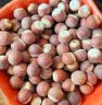 口福坊芡实干货500g大颗粒正宗新鲜鸡头果特级肇庆茨实搭茯苓煲汤中药材 实拍图