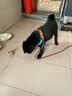 petlimit狗狗胸背带牵引绳泰迪金毛中小型宠物用品幼犬遛狗链子 青桔S 实拍图