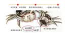 【活蟹】漁家师傅大闸蟹全母4.0-4.3两10只固城湖螃蟹去绳足重鲜活生鲜礼盒金秋送礼 实拍图
