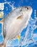 恒兴食品原条金鲳鱼净重2斤/4条装BAP认证海鲜送礼纯鱼肉聚餐送礼 实拍图