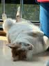 麦德氏猫咪狗狗0乳糖进口乳铁蛋白60粒提升免疫力猫鼻支宠物乳铁蛋白 实拍图