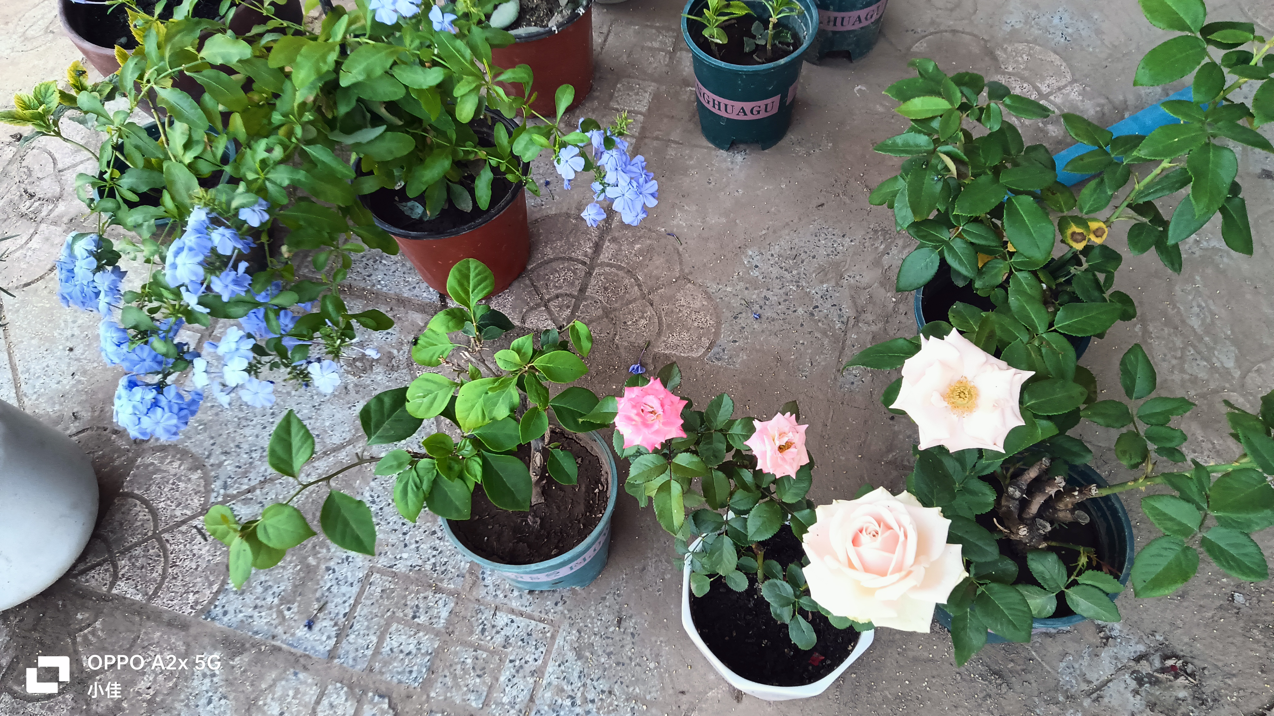 玫瑰花苗老桩绿植物盆栽月季蔷薇老根室内外阳台庭院特大花卉四季 26黑巴克（老桩苗四季开花） 实拍图