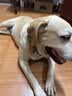 京东京造狗粮中大型犬成犬幼犬鲜肉全价狗粮10kg/20斤边牧金毛拉布拉多 实拍图