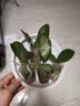 御春阁蝴蝶兰花苗盆栽室内观花植物桌面阳台年宵花卉四季开花绿植花卉 帝王蝴蝶兰+透明原盆+原土 实拍图