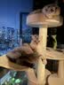 兽牌森林猫爬架大型猫树猫窝一体豪华剑麻猫架太空舱缅因大猫冬季保暖 森林【经典款】 实拍图
