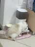霍曼（Homerun）Real智能自动喂食器猫粮定时猫猫咪自动投食机PF20（不锈钢碗） 实拍图