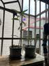 多肉植物精选随机一款多肉好养易活桌面绿植1 一颗随机品种多肉植物 实拍图