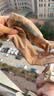宝娜斯26新款打底裤女春秋薄款光腿神器女480D压力袜保暖肉色连裤袜 实拍图