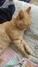 网易严选宠爱全价猫粮 实惠主粮成幼猫爱心三文鱼油美毛护胃海洋鱼2kg 实拍图