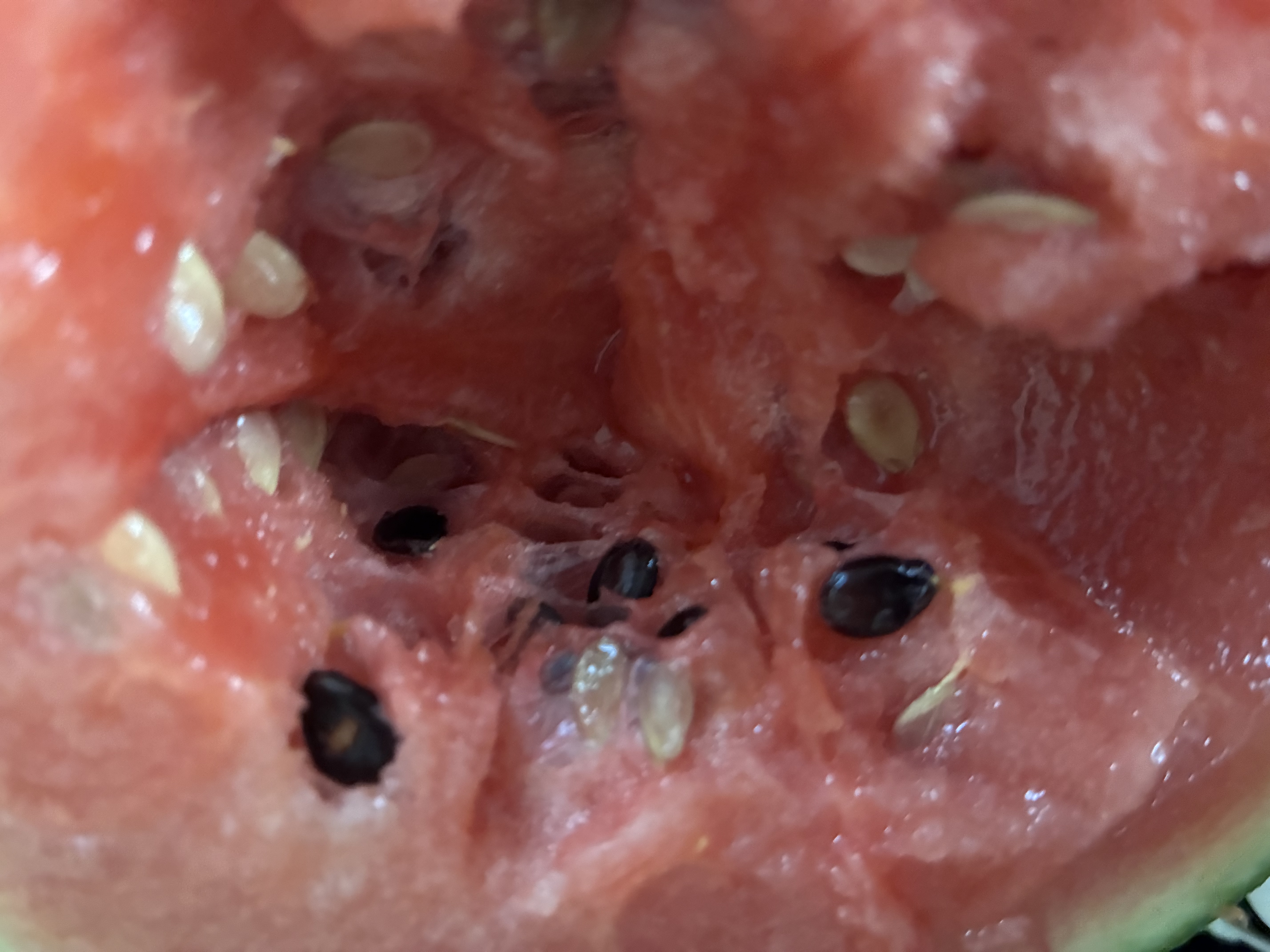 手剥皮小西瓜2K小糖丸西瓜新鲜水果薄皮西瓜脆甜手撕红肉甜瓜整箱 小糖丸2-3斤(1-2粒) 实拍图