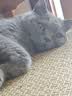 冠能猫粮成猫猫粮三文鱼味7kg 全价猫粮 稳固免疫 适口性强 实拍图