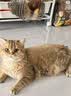 贵为（GiGwi）仿真发声小鸟逗猫玩具小猫咪幼猫自嗨解闷神器逗猫棒 实拍图