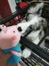 宠华仕【升级全管加强 】狗笼中型犬大型犬狗笼子宠物狗狗笼子金毛用品 六面全管-95*65*85CM 建议60斤内 实拍图