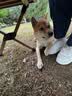 皇家狗粮 柴犬幼犬狗粮 犬粮 宠物小型犬 SIJ29 全价犬粮 2-10月 3KG 实拍图