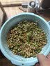 东北东升1号小粒黄豆发芽豆生长黄豆芽豆子纳豆非转基因豆高蛋白 东升1号小粒芽豆1000g*1袋 实拍图