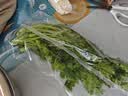 带根香菜100g 实拍图