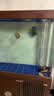 百因美鱼缸水质稳定剂自来水除氯养鱼养水水族箱除氨用品 实拍图