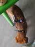 宠小曼狗链狗绳小中型犬宠物牵狗绳带拴遛狗泰迪边牧链子牛仔牵引绳L码 实拍图