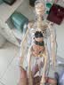 凌云鹤人体结构模型儿童玩具器官模型可拆卸骨骼模型骨架医学医用 全透明款-人体模型 【可视化，可拼装】 实拍图