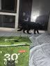 京东京造 五合一木薯猫砂豆腐钠基矿砂植物混合猫砂2.4kg*4 不沾底除臭 实拍图