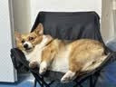 京东京造狗粮老年犬中大型高鲜肉鲜蒸7岁+抗初老护关节易消化狗粮2kg 实拍图
