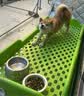 愛肯拿（ACANA）狗粮清火鸭肉梨成犬幼犬低敏去泪痕通用原装进口粮2kg效期27/9 实拍图