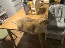 网易严选全价猫粮4.0 宠物主粮成幼猫无谷多重禽肉高蛋白 鸡鸭禽肉味10kg 实拍图