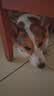 麦富迪狗狗零食 joy牛肉粒540g中小型犬磨牙棒训练奖励解馋宠物零食 实拍图