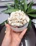 优卓去皮核桃仁脱衣新疆薄皮核桃0添加核桃肉休闲零食中秋节礼物 实拍图