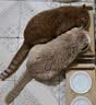 网易严选全价猫粮4.0 成幼猫三文鱼亮毛护肠胃深海鱼虾味10kg【宠物金选】 实拍图