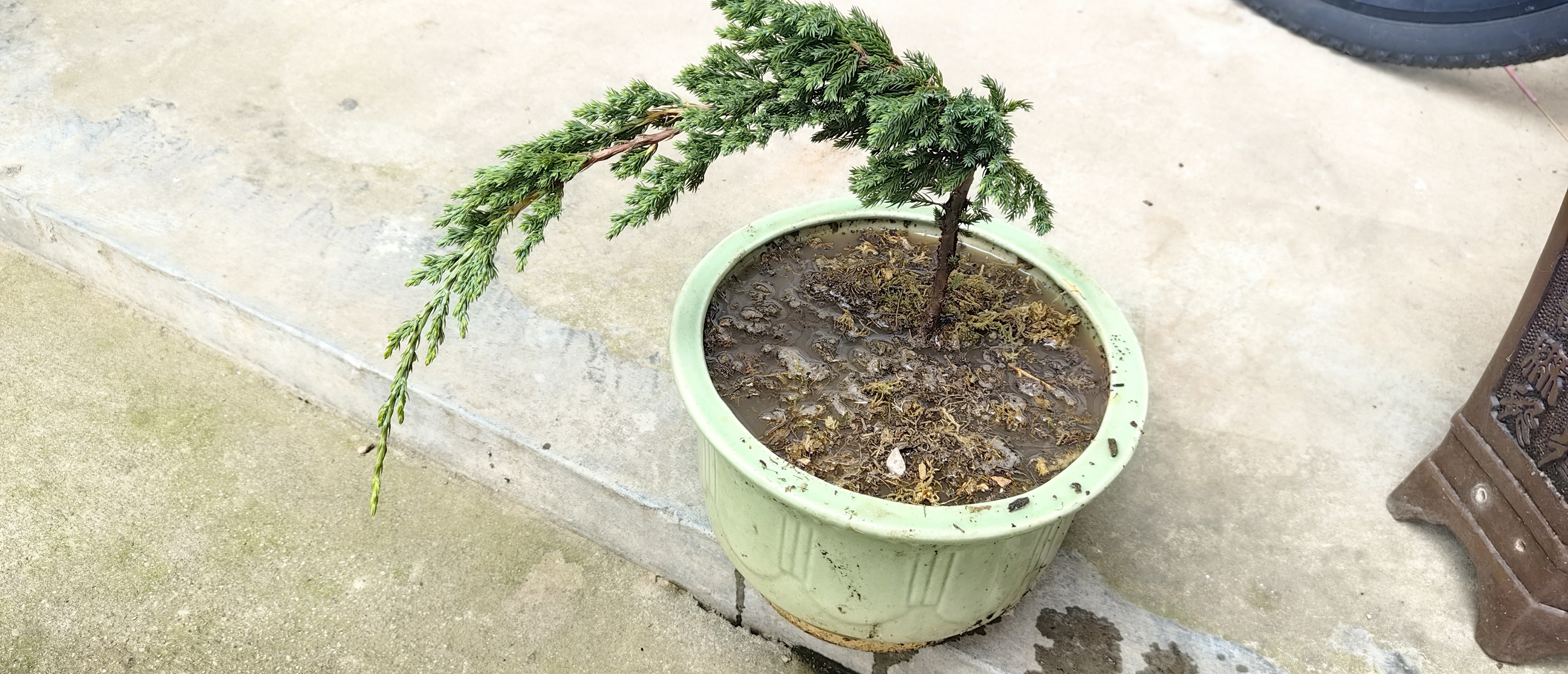 花无痕 迎客松造型盆栽 办公桌阳台松柏树苗地柏盆栽 庭院常青四季绿植 2年苗20厘米左右长不含盆【试养】 实拍图